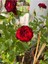 Avantajlı Yediveren Koyu Kırmızı Yoğun Kokulu (50 70 Cm)1 Adet Saksılı Aşılı Gül Red Rose 4
