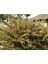 Çok Satan 1 Adet Gravilla Çalısı Çiçeği 30-60 cm Tüplü Çiçekli Bodur Bitki(Leucophyllum Frutescens) 4