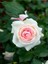 Avantajlı Kokulu Pembe Gül Yediveren 1 Adet Saksılı (50-70CM) Aşılı Gül (Pink Rose) 1