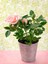 Avantajlı Kokulu Pembe Gül Yediveren 1 Adet Saksılı (50-70CM) Aşılı Gül (Pink Rose) 3