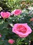 Avantajlı Kokulu Pembe Gül Yediveren 1 Adet Saksılı (50-70CM) Aşılı Gül (Pink Rose) 4