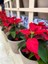 Çok Satan Atatürk Çiçeği (30 50 Cm)1 Adet Saksılı Çiçekli Bodur Bitki Poinsettia 2