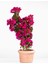Çok Satan Pembe Renkli Begonvil Çiçeği (25 50 Cm) 1 Adet Saksılı Bahçe Balkon Bitkisi Bougainvillea 1