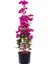 Çok Satan Pembe Renkli Begonvil Çiçeği (25 50 Cm) 1 Adet Saksılı Bahçe Balkon Bitkisi Bougainvillea 3