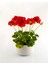 Çok Satan Kırmızı Sakız Sardunya (30 50 Cm)1 Adet Saksılı Çiçekli Bodur Bitki Geranium 4