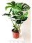 Monstera Deliciosa - Deve Tabanı - Ev Ofis Salon Iç Mekan Bitkisi - 60 cm 1