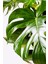 Monstera Deliciosa - Deve Tabanı - Ev Ofis Salon Iç Mekan Bitkisi - 60 cm 2