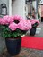 Çok Satan Pembe Ortanca (30 50 Cm)1 Adet Tüplü Çiçekli Bahçe Balkon Bitkisi Hydrangea Macrophylla 1