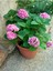 Çok Satan Pembe Ortanca (30 50 Cm)1 Adet Tüplü Çiçekli Bahçe Balkon Bitkisi Hydrangea Macrophylla 3