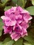 Çok Satan Pembe Ortanca (30 50 Cm)1 Adet Tüplü Çiçekli Bahçe Balkon Bitkisi Hydrangea Macrophylla 4