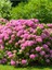 Çok Satan Pembe Ortanca (30 50 Cm)1 Adet Tüplü Çiçekli Bahçe Balkon Bitkisi Hydrangea Macrophylla 5