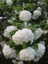 Çok Avantajlı Çınar Kartopu Çiçeği Beyaz Renkli (30 60 Cm)1 Adet Viburnum Plicatum 2