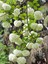 Çok Avantajlı Çınar Kartopu Çiçeği Beyaz Renkli (30 60 Cm)1 Adet Viburnum Plicatum 6