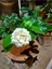 Kampanyalı Kokulu Ful Yasemin (50-80 Cm)1 Adet Saksılı Çiçekli Bahçe Bitkisi Jasminum 1