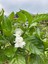 Kampanyalı Kokulu Ful Yasemin (50-80 Cm)1 Adet Saksılı Çiçekli Bahçe Bitkisi Jasminum 2