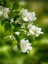 Kampanyalı Kokulu Ful Yasemin (50-80 Cm)1 Adet Saksılı Çiçekli Bahçe Bitkisi Jasminum 5
