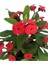 Çok Satan 4'lü Dikenler Tacı Çiçeği Sarı-Kırmızı-Pembe-Beyaz 10-20 cm Tüplü Çiçekli Euphorbia Milii 4