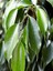 Çok Satan 1 Adet Benjamin Çiçeği Fidanı 55-60 cm Saksılı Çiçekli Bodur Bitkiler Ficus Benjamina 4