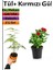 Çok Avantajlı Kuş Konmaz + Kırmızı Gül Fidanı Saksılı (15-25 Cm) Dış Mekan Bitkileri 1