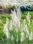 Çok Satan Beyaz Pampas Saz Çiçeği (60 80 Cm)1 Adet Saksılı Dış Mekan Bitkisi Cortaderia Selloana 2