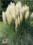 Çok Satan Beyaz Pampas Saz Çiçeği (60 80 Cm)1 Adet Saksılı Dış Mekan Bitkisi Cortaderia Selloana 3