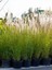 Çok Satan Beyaz Pampas Saz Çiçeği (60 80 Cm)1 Adet Saksılı Dış Mekan Bitkisi Cortaderia Selloana 4