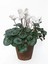 Çok Satan Beyaz Çiçekli Sıklamen (20 40 Cm)1 Adet Saksılı Çiçekli Bodur Bitki Cyclamen 1