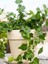 Canlı Hedera Helix (Kaya Sarmaşığı) – Tırmanıcı, Formlu Bitki 40-60 cm 1