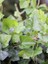 Canlı Hedera Helix (Kaya Sarmaşığı) – Tırmanıcı, Formlu Bitki 40-60 cm 2