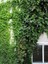 Hedera Helix – Yeşil Orman Sarmaşığı – 40-60 cm Gölgeye Uyumlu Bitki 1