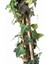 Hedera Helix – Yeşil Orman Sarmaşığı – 40-60 cm Gölgeye Uyumlu Bitki 2