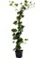 Hedera Helix – Yeşil Orman Sarmaşığı – 40-60 cm Gölgeye Uyumlu Bitki 3