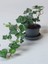 Hedera Helix – Yeşil Orman Sarmaşığı – 40-60 cm Gölgeye Uyumlu Bitki 4