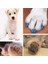 Beyaz S 20 Adet Silikon Yumuşak Kedi Tırnak Kapağı Kedi Paw Pençe Evcil Hayvan Tırnak Koruyucusu Kedi Tırnak Kapak Evcil Hayvan Tırnak Koruyucusu Yavru Kedi Evcil Hayvan Ürünleri (Yurt Dışından) 2