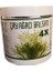 Çay Ağacı Balsam 3x500 ml 2