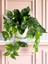 Yapay Sarmaşık Pothos Salon Sarmaşığı Plastik Saksı Yapay Salon Çiçeği Yeşil Salon Bitkisi 30X30 cm 1