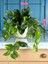 Yapay Sarmaşık Pothos Salon Sarmaşığı Plastik Saksı Yapay Salon Çiçeği Yeşil Salon Bitkisi 30X30 cm 4