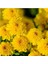 Sarı Renk 10-20 cm Kasımpatı Çiçeği Saksı’da (Chrysanthemum) 3