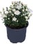 Chrysanthemum Beyaz Renk Kasımpatı Çiçeği 1 Adet Saksılı Salon Çiçeği 1