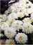 Chrysanthemum Beyaz Renk Kasımpatı Çiçeği 1 Adet Saksılı Salon Çiçeği 2