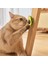 Doğal Kedi Nanesi Avokado Oyuncak 360° Döner Catnip & Kedi Çimi 4