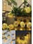 2m 10 LED 2 Kademeli Ananas LED Işık Pilli 1