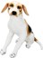 01409 Oturan Beagle Peluş 68 Cm. 2