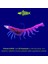 Silikon Karides Yem - 7g 75MM - Fishack Krillax - Uv Boyalı - Candy Shrimp 5