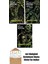 Swamp Thing Efsanesi: 5. Cilt + Swamp Thing Efsanesi: 4. Cilt + Swamp Thing Efsanesi: 2. Cilt 1