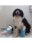 Küçük Boy Köpek Pati Yıkama Aparatı Seti, 3'lü, Nazik ve Kullanışlı Ürünler 2