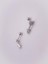 Cerrrahi Çelik Piercing ( Pirsing ) Zirkon Taşlı Ok Tragus Helix Piercing (1ADET) 4