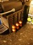 Nespresso Pixie Kapsül Tutucu (Sadece Plastik Aparattır!!!) 3D 1