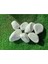 Beyaz Dolomit Taş 5 kg 2,5-4 cm Bahçe Süs ve Dekorasyon Taşı 3