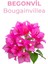 Cologne Begonvil Kolonya 200 ml 3